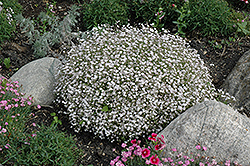 Creeping Baby's Breath (Gypsophila repens) at Lakeshore Garden Centres