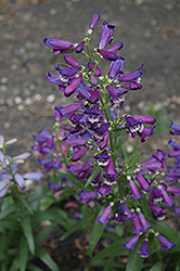 Blue Midnight Beard Tongue (Penstemon 'Blue Midnight') at Lakeshore Garden Centres