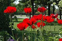 Beauty of Livermere Poppy (Papaver orientale 'Beauty of Livermere') at Golden Acre Home & Garden