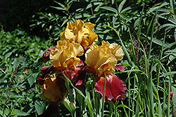 Shelly Elizabeth Iris (Iris 'Shelly Elizabeth') at Lakeshore Garden Centres