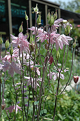Apple Blossom Columbine (Aquilegia 'Apple Blossom') at Lakeshore Garden Centres