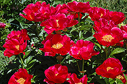 Blaze Peony (Paeonia 'Blaze') at Lakeshore Garden Centres