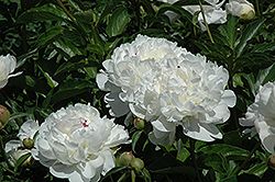 Festiva Supreme Peony (Paeonia 'Festiva Supreme') at Lakeshore Garden Centres