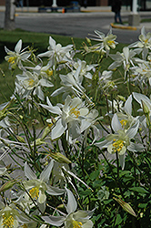 Biedermeier White Columbine (Aquilegia 'Biedermeier White') at Lakeshore Garden Centres