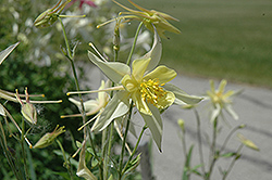 Yellow Queen Columbine (Aquilegia chrysantha 'Yellow Queen') at Lakeshore Garden Centres