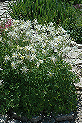 Kristall Columbine (Aquilegia caerulea 'Kristall') at Lakeshore Garden Centres
