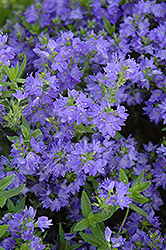 Trehane Creeping Speedwell (Veronica prostrata 'Trehane') at Lakeshore Garden Centres