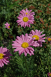 Robinson's Pink Painted Daisy (Tanacetum coccineum 'Robinson's Pink') at Golden Acre Home & Garden