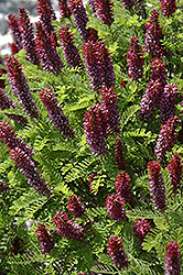 Dwarf Wild Indigo Bush (Amorpha nana) at Lakeshore Garden Centres