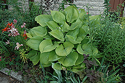 Sum and Substance Hosta (Hosta 'Sum and Substance') at Peter Knippel Garden Centre