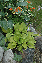 Krugerrand Hosta (Hosta 'Krugerrand') at Lakeshore Garden Centres