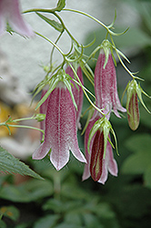 Elizabeth Spotted Bellflower (Campanula punctata 'Elizabeth') at Lakeshore Garden Centres
