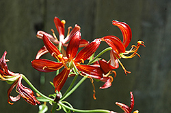Hantsing Martagon Lily (Lilium martagon 'Hantsing') at Lakeshore Garden Centres