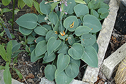 Pacific Blue Edger Hosta (Hosta 'Pacific Blue Edger') at Lakeshore Garden Centres