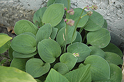 Baby Bunting Hosta (Hosta 'Baby Bunting') at Lakeshore Garden Centres