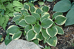 Winsome Hosta (Hosta 'Winsome') at Lakeshore Garden Centres