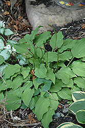 Purple Dwarf Hosta (Hosta 'Purple Dwarf') at Lakeshore Garden Centres