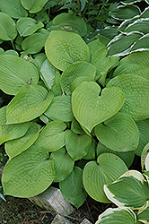 Abiqua Recluse Hosta (Hosta 'Abiqua Recluse') at Lakeshore Garden Centres