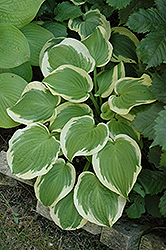Shade Fanfare Hosta (Hosta 'Shade Fanfare') at Lakeshore Garden Centres