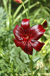 Dark Moon Lily (Lilium 'Dark Moon') at Lakeshore Garden Centres