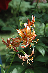 Bronze Medallion Martagon Lily (Lilium martagon 'Bronze Medallion') at Lakeshore Garden Centres