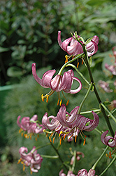 Lilac Snow Martagon Lily (Lilium martagon 'Lilac Snow') at Lakeshore Garden Centres