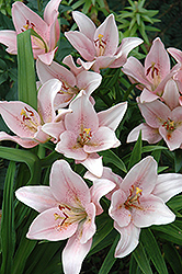 Dipo Lolo Lily (Lilium 'Dipo Lolo') at Lakeshore Garden Centres