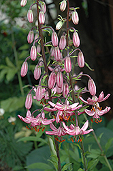 Rosalinda Martagon Lily (Lilium martagon 'Rosalinda') at Lakeshore Garden Centres