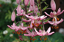Rosalinda Martagon Lily (Lilium martagon 'Rosalinda') at Lakeshore Garden Centres