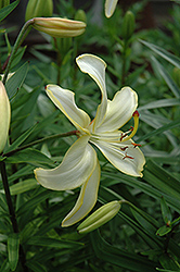 Monique Lily (Lilium 'Monique') at Lakeshore Garden Centres