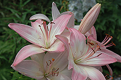 Marlene Lily (Lilium 'Marlene') at Lakeshore Garden Centres