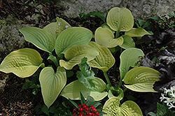 Lakeside Butter Ball Hosta (Hosta 'Lakeside Butter Ball') at Lakeshore Garden Centres