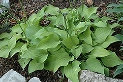 Royal Charm Hosta (Hosta 'Royal Charm') at Lakeshore Garden Centres