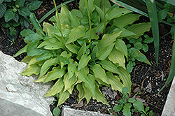 Ground Sulphur Hosta (Hosta 'Ground Sulphur') at Lakeshore Garden Centres
