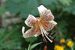 Katinka Lily (Lilium 'Katinka') at Lakeshore Garden Centres