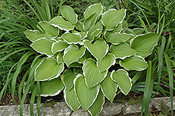 Sugar And Cream Hosta (Hosta 'Sugar And Cream') at Lakeshore Garden Centres