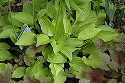 Cassandra Hosta (Hosta 'Cassandra') at Lakeshore Garden Centres