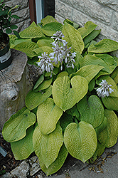 Abiqua Ariel Hosta (Hosta 'Abiqua Ariel') at Lakeshore Garden Centres