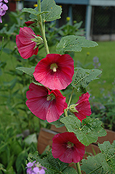 Red Hollyhock (Alcea rosea 'Red') at Lakeshore Garden Centres