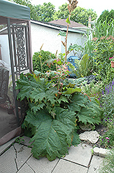 Red Selection Ornamental Rhubarb (Rheum palmatum 'Rote Auslese') at Lakeshore Garden Centres