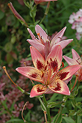 Mystic Rose Lily (Lilium 'Mystic Rose') at Lakeshore Garden Centres