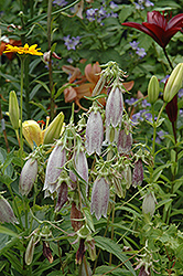 Little Punky Bellflower (Campanula punctata 'Little Punky') at Lakeshore Garden Centres