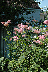 Venusta Queen Of The Prairie (Filipendula rubra 'Venusta Magnifica') at Lakeshore Garden Centres