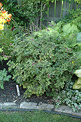 Mourning Widow Cranesbill (Geranium phaeum 'Lady In Mourning') at Lakeshore Garden Centres