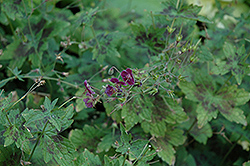 Mourning Widow Cranesbill (Geranium phaeum 'Lady In Mourning') at Lakeshore Garden Centres