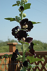 Jet Black Hollyhock (Alcea rosea 'Jet Black') at Lakeshore Garden Centres