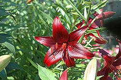 Midnight Rider Lily (Lilium 'Midnight Rider') at Lakeshore Garden Centres