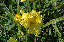 Floyd Cove Daylily (Hemerocallis 'Floyd Cove') at Lakeshore Garden Centres