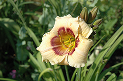 Jason Mark Daylily (Hemerocallis 'Jason Mark') at Lakeshore Garden Centres