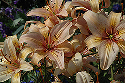 Pink IBM Lily (Lilium 'Pink IBM') at Lakeshore Garden Centres